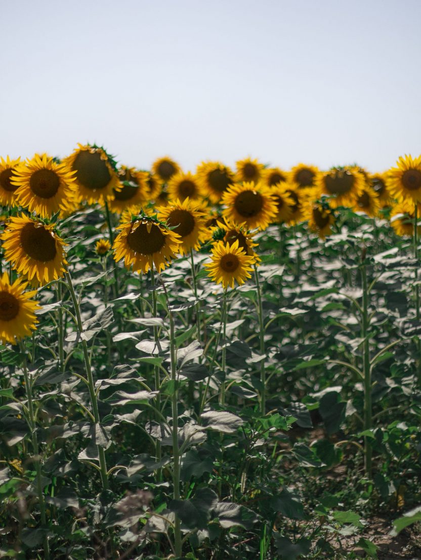 TuscanyRoadtrip00012